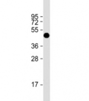 Western blot testing of human recombinant protein with FAT1 antibody at 1:2000.