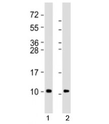 Western blot testing of 1) human brain lysate and 2) mouse brain lysate with GNG2 antibody at 1:8000. Predicted molecular weight: 8 kDa.~