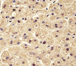 IHC testing of FFPE human liver with PG