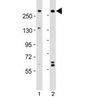 Western blot testing of human 1) A431 and 2) U-2OS cell lysate with NBAS antibody at 1:2000. Predicted molecular weight: 269 kDa.