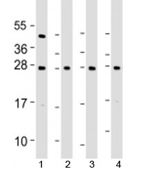 Western blot testing of human 1) 293T/17, 2) A431, 3) HeLa and 4) MCF7 cel