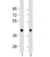 Western blot testing of human 1) heart and 2) brain lysate with BRCC36 antibody at 1:1000. Predicted molecular weight: 36 kDa.