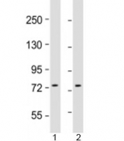 Western blot testing of human 1) HepG2 and 2) K562 cell lysate with GTPBP4 antibody at 1:1000. Predicted molecular weight: 74 kDa.