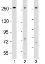 Western blot testing of human 1) HeLa, 2) HT-29 and 3) WiDr cell lysate with PCNXL2 antibody at 1:2000. Predicted molecular weight: 237 kDa.