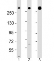 Western blot testing of human 1) 293T/17, 2) HeLa and 3) Jurkat cell lysate with IGF2R antibody at 1:2000. Predicted molecular weight: 274 kDa.