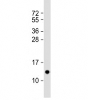Western blot testing of human spleen lysate with PF4 antibody at 1:2000. Expected molecular weight: ~8/16/32 kDa (monomer/dimer/tetramer).