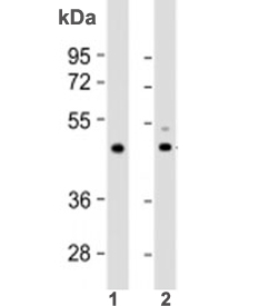 Western blot testing of 1) human heart lysate and 2) mouse heart lysate with TPRA1 antibody at 1:2000. Predicted molecular weight: 41 kDa.~