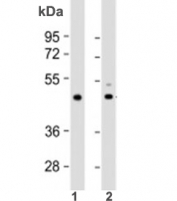 Western blot testing of 1) human heart lysate and 2) mouse heart lysate with TPRA1 antibody at 1:2000. Predicted molecular weight: 41 kDa.