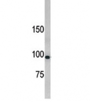Western blot testing of 293 cell line lysate with LLGL1 antibody. Expected molecular weight: 115-130 kDa.