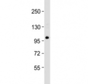 Western blot testing of Jurkat cell lysate with TSC22D1 antibody at 1:2000. Predicted molecular weight: 110 kDa.