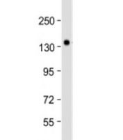 Western blot testing of mouse brain lysate with NRCAM antibody at 1:2000. Predicted molecular weight: 144 kDa.