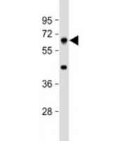 Western blot testing of mouse liver lysate with PRODH antibody at 1:4000. Predicted molecular weight: 68 kDa.