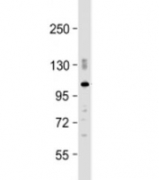 Western blot testing of mouse brain lysate with PDE2A antibody at 1:2000. Predicted molecular weight: 106 kDa.