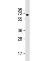 Western blot testing of human pancreas lysate with MGAT4B antibody at 1:2000. Predicted molecular weight: 63 kDa.