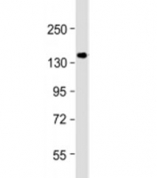 Western blot testing of human MCF-7 cell lysate with GIGYF2 antibody at 1:1000. Expected molecular weight: 150-180 kDa.