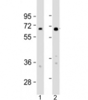 Western blot testing of human 1) HeLa and 2) HT-1080 cell lysate with IL4I1 antibody at 1:2000. Predicted molecular weight: 63 kDa.