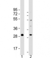 Western blot testing of human 1) RPMI 8226 and 2) SH-SY5Y cell lysate with PPAPDC1B antibody at 1:2000. Predicted molecular weight: 29 kDa.