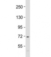 Western blot testing of human THP-1 cell lysate with PRAM1 antibody at 1:1000. Predicted molecular weight: 79 kDa but can also be observed at ~97 kDa.