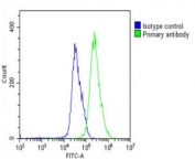FACS testing of fixed and permeabilized human U-251 MG cells with SULF1 antibody at 1:25 dilution.