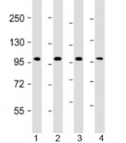 Western blot testing of human 1) HT-29, 2) K562, 3) MCF-7 and 4) Raji cell lysate with TPX2 antibody at 1:2000. Predicted molecular weight: 86 kDa.