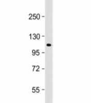 Western blot testing of human 293T/17 cell lysate with ECT2 antibody at 1:1000. Predicted molecular weight: 104 kDa.