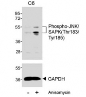 Western blot testing of extracts from C6 cells, untreated or treated with anisomycin (25 ug/ml), with phospho-JNK/SAPK antibody 1:500 (upper) or GAPDH Ab (lower).