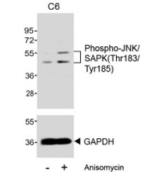 Western blot testing of extracts from C6 cells, untreated or treated with anisomycin (25 ug/ml), with phospho-JNK/SAPK antibody at 1:500 (upper) or GAPDH Ab (lower).~
