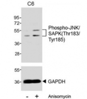 Western blot testing of extracts from C6 cells, untreated or treated with anisomycin (25 ug/ml), with phospho-JNK/SAPK antibody at 1:500 (upper) or GAPDH Ab (lower).