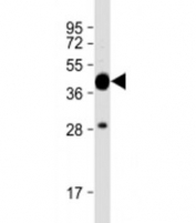 Western blot testing of E. coli lysate with MBP tag antibody at 1:16000. Predicted molecular weight: 43 kDa.