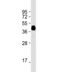 Western blot testing of E. coli lysate with MBP tag antibody at 1:16000. Predicted molecular weight: 43 kDa.~