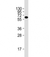 Western blot testing of HeLa cell lysate with Natriuretic Peptide Receptor C antibody at 1:2000. Predicted molecular weight: 60 kDa.