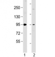 Western blot testing of 1) human brain lysate and 2) mouse NIH3T3 cell lysate with PKD2 antibody at 1:2000. Predicted molecular weight: 97 kDa.