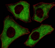 Immunofluorescence testing of HeLa cells with PACSIN2 antibody (green) and Actin Ab (red) at 1:100.