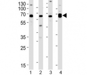 Western blot testing of 1) human Daudi, 2) human HL-60, 3) mouse brain and 4) mouse heart lysate with PACSIN2 antibody at 1:1000. Predicted molecular weight: 56 kDa.