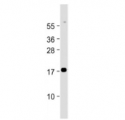 Western blot testing of Chemerin antibody at 1:2000 dilution + human lung lysate. Predicted molecular weight ~19 kDa.