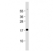 Western blot testing of Chemerin antibody at 1:2000 dilution + human lung lysate. Predicted molecular weight ~19 kDa.