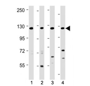 Western blot testing of INTS3 antibody at 1:2000 + Lane 1: human 293, 2: human HeLa, 3: human Jurkat lysate and 4: mouse NIH3T3 lysate. Predicted molecular weight ~118 kDa.