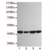 Western blot testing of beta Actin antibody at 1:1000 dilution and  1. human Jurkat, 2. human K562, 3. rat C6 and 4. mouse NIH3T3 cell lysates. Predicted molecular weight ~45 kDa.