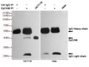 Immunoprecipitation of HCT116 (+ control) and HeLa (- control) cell lysate using EpCAM antibody.