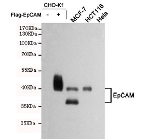 Western blot testing of lysate from CHO-K1, EpCAM transfected CHO-K1, MCF7 (+ control), HCT116 (+ control), and HeLa (- control) cell lysate using EpCAM antibody at 1:1000. Expected molecular weight: ~35 kDa (unmodified), 40-43 kDa (glycosylated).~