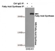 Immunoprecipitation from CHO-K1 cell lysate with Fatty Acid Synthase antibody.