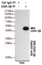 Immunoprecipitation of GSK3 beta from HeLa cell lysate using the GSK3B antibody. The precipitate was subsequently western blot tested with the same mAb at 1:1000.
