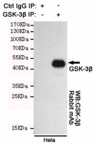Immunoprecipitation of GSK3 beta from HeLa cell lysate using the GSK3B antibody. The precipitate was subsequently western blot tested with the same mAb at 1:1000.