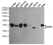 Western blot testing of human Jurkat, MCF7, HCT116, K562, monkey COS7, mouse C2C12, mouse NIH3T3 and human HeLa cell lysates using SIRT6 antibody at 1:500. Predicted molecular weight ~42 kDa.