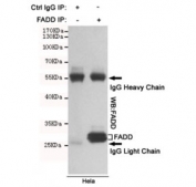 Immunoprecipitation of FADD from HeLa cell lysate using FADD antibody. The precipitate was subsequently immunoblotted with the same mAb.