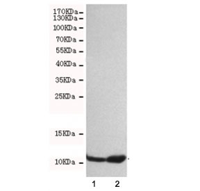 Western blot testing of 1) HeLa and 2) A549 cell lysates with FSP1 antibody at 1:500. Predicted molecular weight ~12 kDa.~