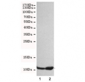 Western blot testing of 1) HeLa and 2) A549 cell lysates with FSP1 antibody at 1:500. Predicted molecular weight ~12 kDa.