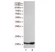 Western blot testing of 1) HeLa and 2) A549 cell lysates with FSP1 antibody at 1:500. Predicted molecular weight ~12 kDa.