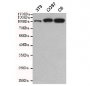 Western blot testing of  mouse NIH3T3, monkey COS7 and rat C6 cell lysates using Hexokinase 2 antibody at 1:500. Predicted molecular weight ~102 kDa.