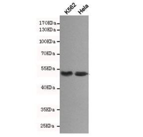 Western blot testing of human K562 and HeLa cell lysates with the Beta Arrestin 1 antibody at 1:500. Predicted molecular weight ~51 kDa.